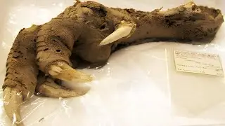 8 Mummified Fossils of Prehistoric Animals That Will Surprise You [Documentary]
