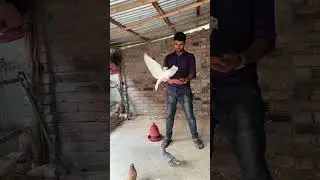 Hand feeding pigeons #pigeon #birds