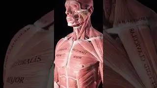 TRAPEZIO MEDIO ANATOMIA FUNZIONALE/ MEDIUS TRAPEZIUS #rehab #physiotherapy