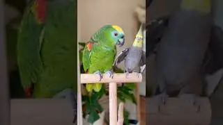Cockatiel Tries to Copy the Parrot.  #parrot #cockatiel #birds #aventuraanimal #animals   #puppylove