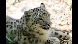 Zoo School: Snow leopards, why the long tail?