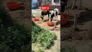 Day 2of starting a dairy farm without informing parents  #dairyfarm #shorts #viralshorts