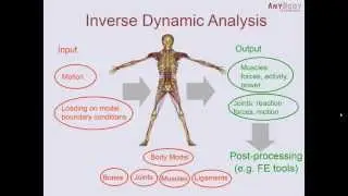 Dealing with forces in the AnyBody Modeling System, version 6