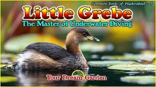 Little Grebe - The Master of Under Water Diving