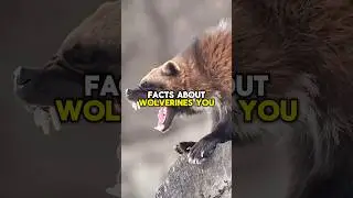 WOLVERINES FACTS! #shorts #short #facts #wildlife #animals #shortvideo #subscribe #wolverine