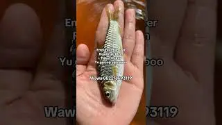Benih ikan empurau/ mahseer #mahseer #empurau #murahmeriah #budidaya #pakethemat