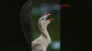 This Are the strangest bird sounds ever recorded&mdash;the last one lsounds like a machine gun.