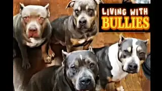 What Im feeding my 4 dogs today 