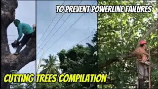 Tree felling to prevent damage to power lines | Compilation of cutting trees | Cutting trees