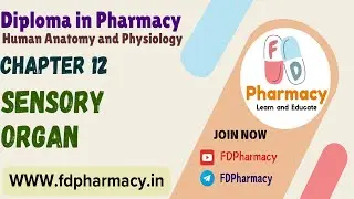 CH 12 Sensory Organ Notes | Human Anatomy & Physiology Notes | D.Pharma 1st Year Notes
