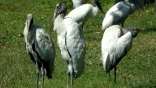 Facts about Wood Storks