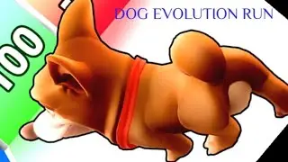 Dog Evolution Run// Gameplay // walkthrough through// Android, iSo