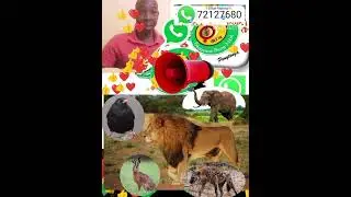 douni Viim kibaare (les conte en mooré) 1ère partie🇧🇫🧏
