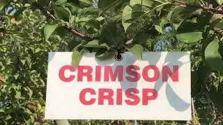 Apple picking Hillsdale New Jersey