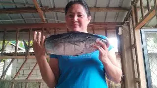Cawayan Masbate Ang bagsakan ng murang shell's,isda at ibat ibang gulay at lamang dagat