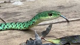 Spotted Bush Snake at home