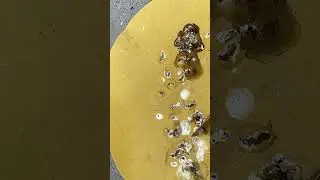 C&aacute;c dấu hiệu nhận biết chim họa mi thay l&ocirc;ng cho a e mới chơi họa mi | Hoạt Họa Mi