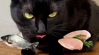 Cat Chooses Food | Fish VS Chicken | Jacky