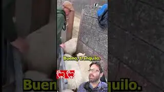 que opinas de como tratan a los animales