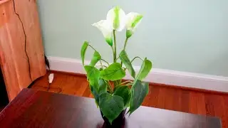This Artificial Lily Plant Looks Shockingly Real