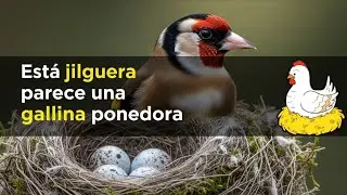 Esta Jilguera Parece una Gallina Ponedora #chardonneret #goldfinch #الحسون #saka