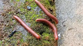 Millipede Colonies , Uncovering the World of These Misunderstood Creatures #NatureDocumentary