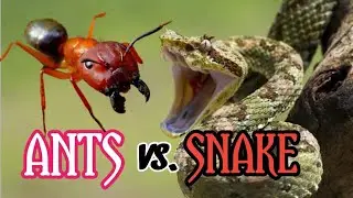 Ant Vs Snake | Ant Vs Termites | Army Ant Attack | Upadhyay Shorts King