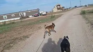 E-collar Recall Training | Malinois | Prey Drive #caninebehavior #belgianmalinois #canineenrichment