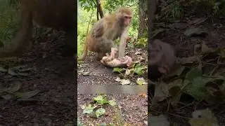 The Mother Abandoned The Baby Monkey 😢🐒