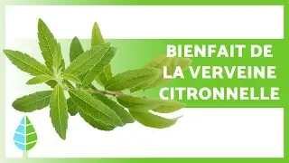 BIENFAITS de la VERVEINE CITRONNELLE 🌿 (Propri&eacute;t&eacute;s, Soins et Contre-indications)