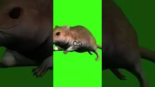 invideo ai 1080 Epic Cat and Mouse Chase! 2025 02 15
