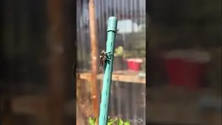 The Bee Killer/Robber Fly