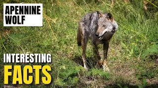 Amazing facts of  Apennine Wolf | Interesting Facts | The Beast World