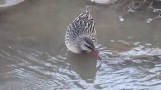 クイナの餌探し260113