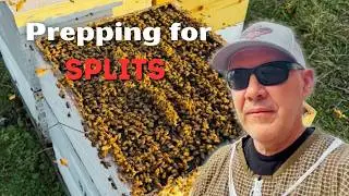 EARLY SPLITS Strategy: What I Check Before Dividing Hives