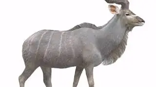 kudu walking