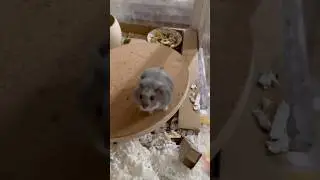 🐹 Blueberry vs. Hackamore | Spin Master vs. Snack Master! 😂✨ #cuteanimal #hamster #pets #cute