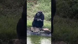 Этот шимпанзе планировал нападение на посетителей зоопарка!