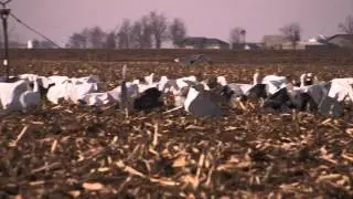 Snow Goose Hunting Opening Day of Conservation Season: Fowled Reality EP7