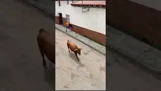 Incredible Double Dodge! Brave Man Evades Two Bulls in Spanish Street Festival #short #bulldodging