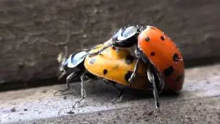 Convergent Lady Beetles (Coccinellidae: Hippodamia convergens) Mating