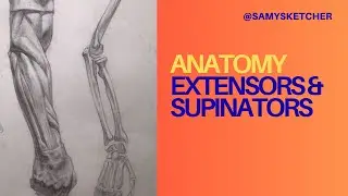Extensor & Supinator Muscles Explained &mdash; Forearm Anatomy for Artists #figuredrawing #samysketcher