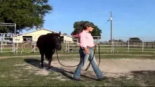 How to Develop a Trustworthy Trail Horse, Part I