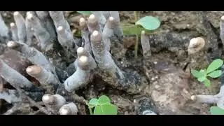 Fungus  / Dead man&rsquo;s fingers (Xylaria polymorpha)#nature #