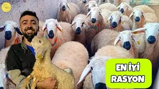 K&Uuml;&Ccedil;&Uuml;KBAŞ HAYVAN NE YER? ( K&uuml;&ccedil;&uuml;kbaş hayvan yem rasyonu nedir?) #rasyon #k&uuml;&ccedil;&uuml;kbaşhayvancılık