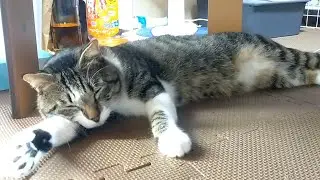 保護猫　ソロ14　テーブルの下でネムネム　cutecata laid-back cat