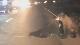 Mother bear pulls injured cub to safety in heartbreaking footage