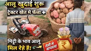 Potato Harvesting शुरू 🚜 | ट्रैक्टर बुरी तरह फंसा | Village Farming Vlog