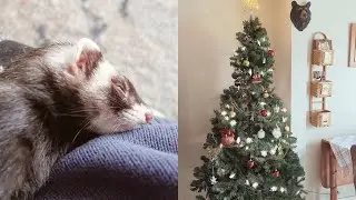 Preparing for Winter, Cozy Ferrets! | Episode 2