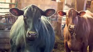 Greenfield Farms In Perryopolis Raising Santa Gertrudis Beef Cattle In Southwestern Pennsylvania